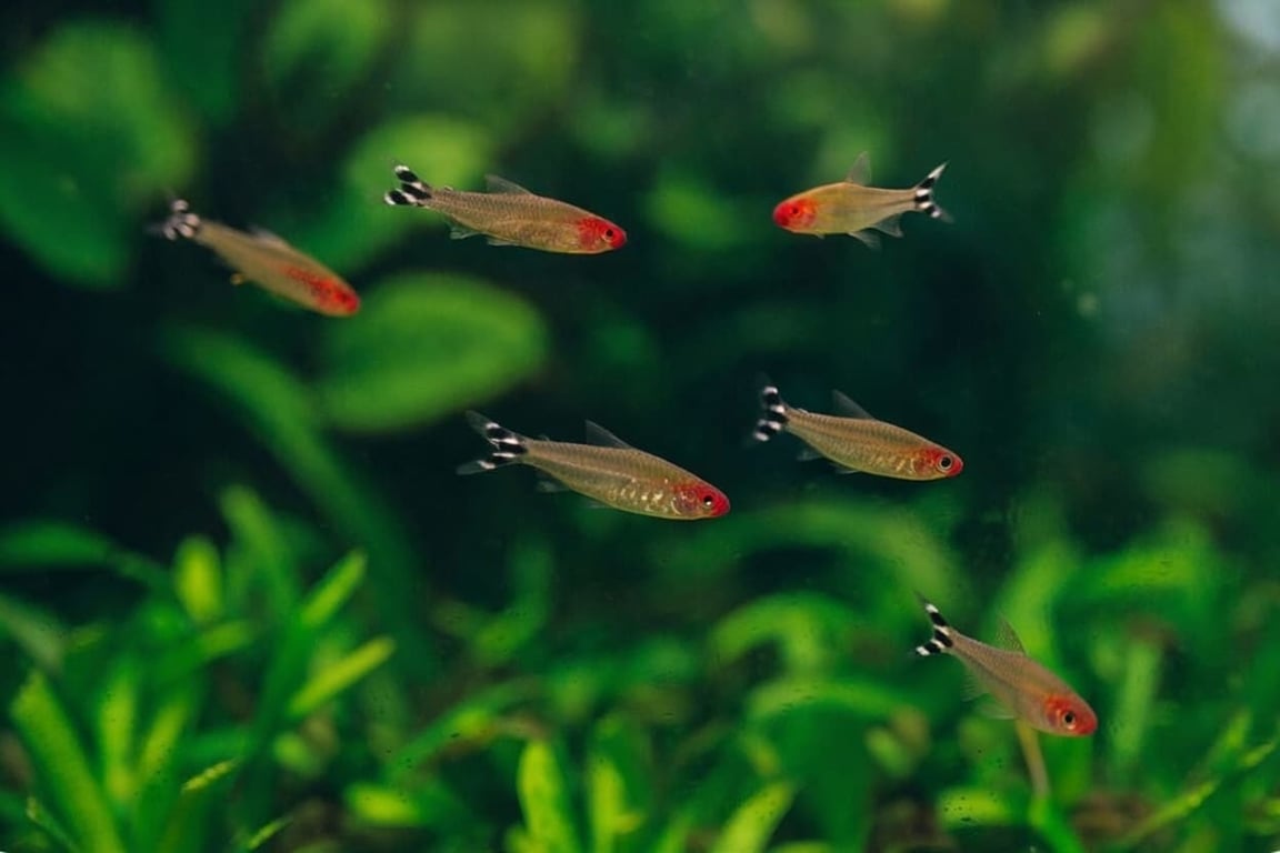 Rummy Nose Tetra
