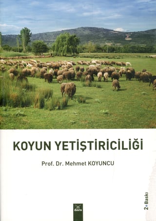 Koyun Yetiştiriciliği