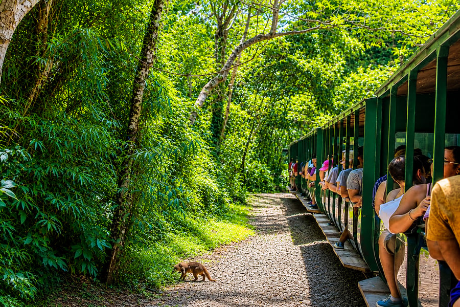 Tren Ecologico