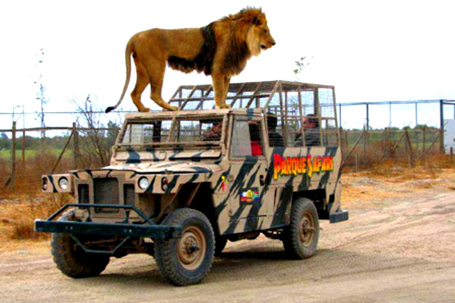 Safari em Rancagua