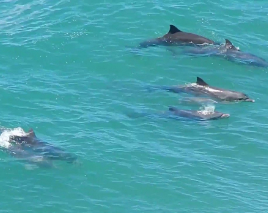 Golfinhos em Anhatomirim - SC