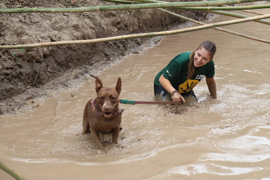 Desafio Feras Pet Friendly