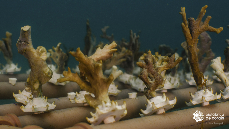 Mesa de corais Millepora alcicornis sendo cultivado em Porto de Galinhas