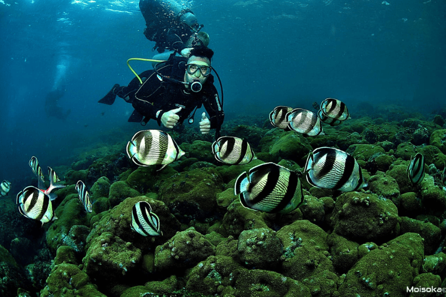 Mergulho de cilindro peixes