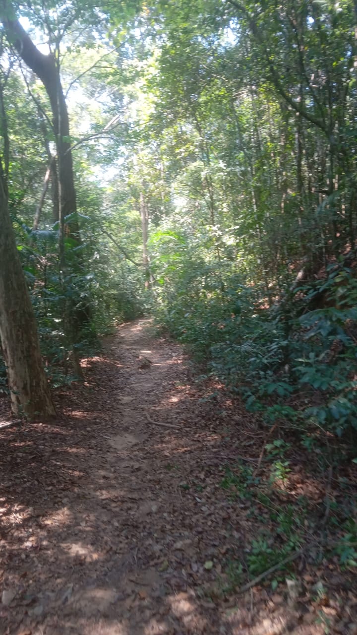 Venha conosco caminhar dentro da Floresta da Tijuca.