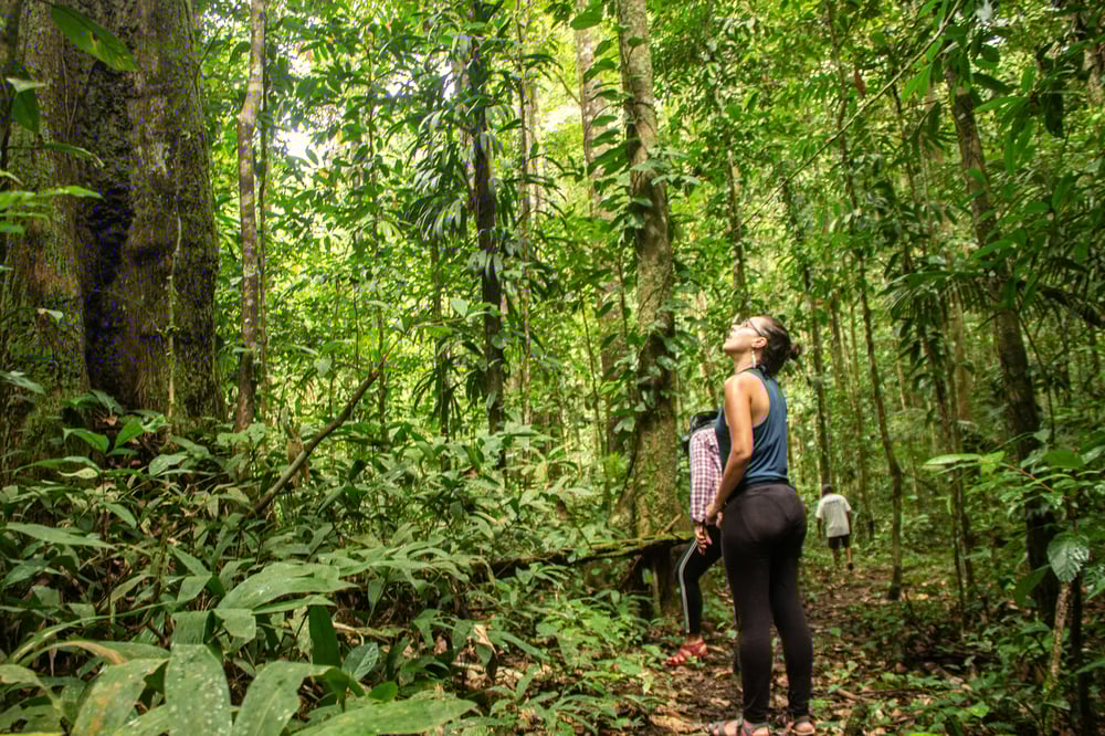 Trilha Ecológica na Floresta Amazônia, Flona do Amapá (Foto: Giordano Santana).