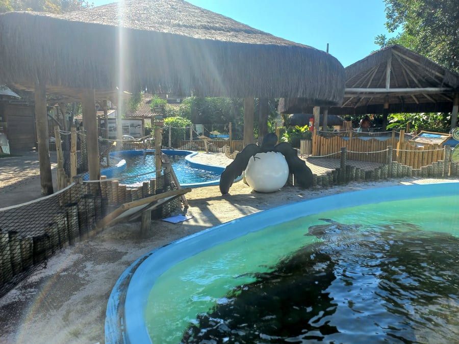 Roteiro Eco-Marinho em Ubatuba: Descubra o Mundo Marinho
