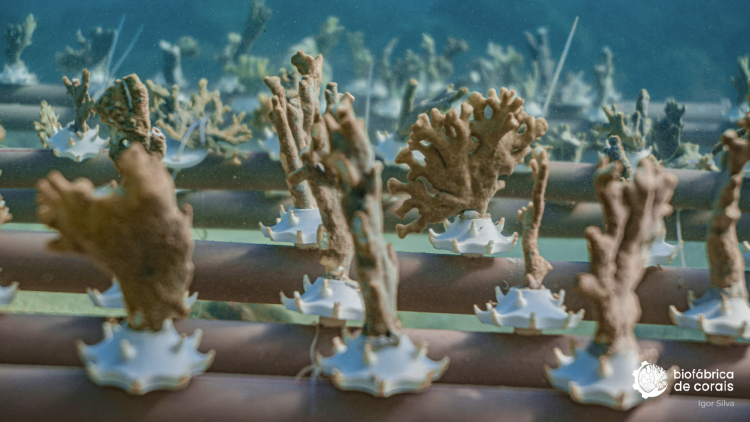 Mesa de corais Millepora alcicornis sendo cultivado em Porto de Galinhas