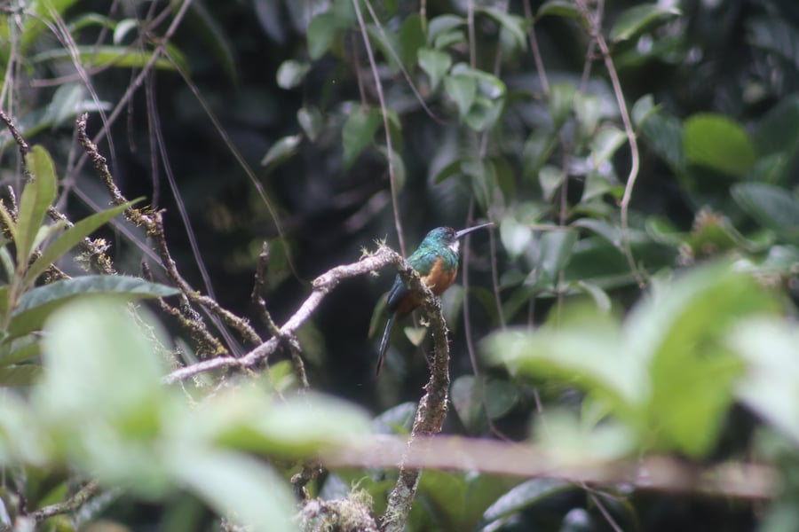 Ariramba-de cauda-ruiva (Galbula ruficauda)
