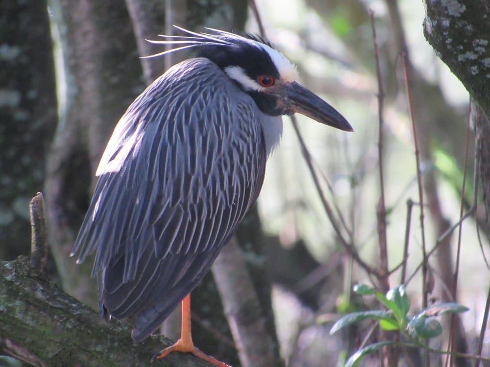 Savacu-do-mangue