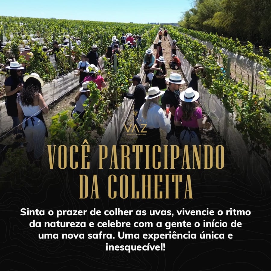 Vc Participando da Colheita