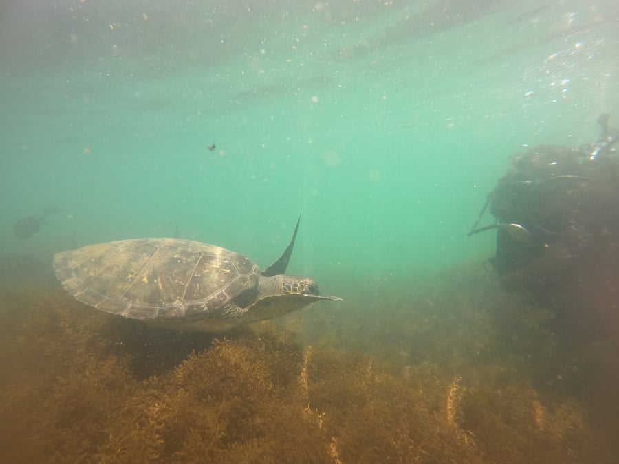 Mergulho em Bombinhas: A Capital da Biodiversidade Marinha e Sua Experiência na Praia da Sepultura