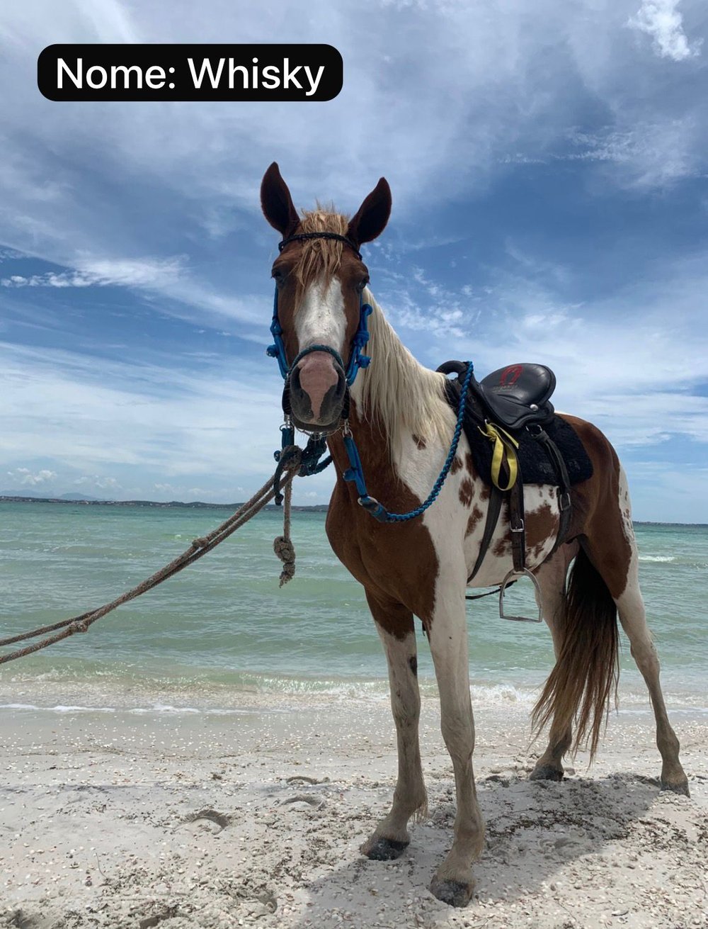 Passeio a Cavalo na Praia em Arraial do Cabo