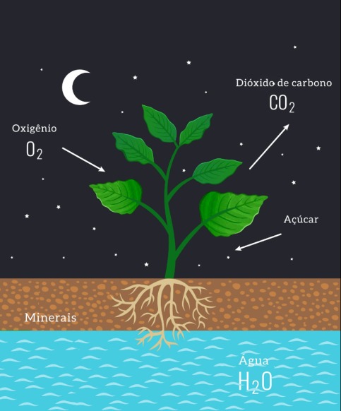 Respiração e Transpiração Vegetal