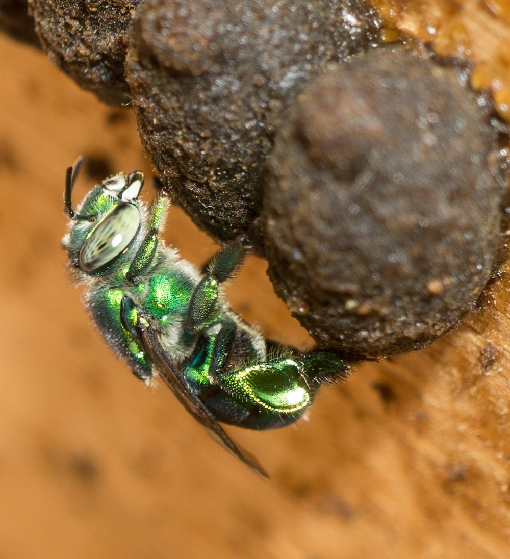 OFICINA DE INTRODUÇÃO À MELIPONICULTURA (abelhas sem ferrão)