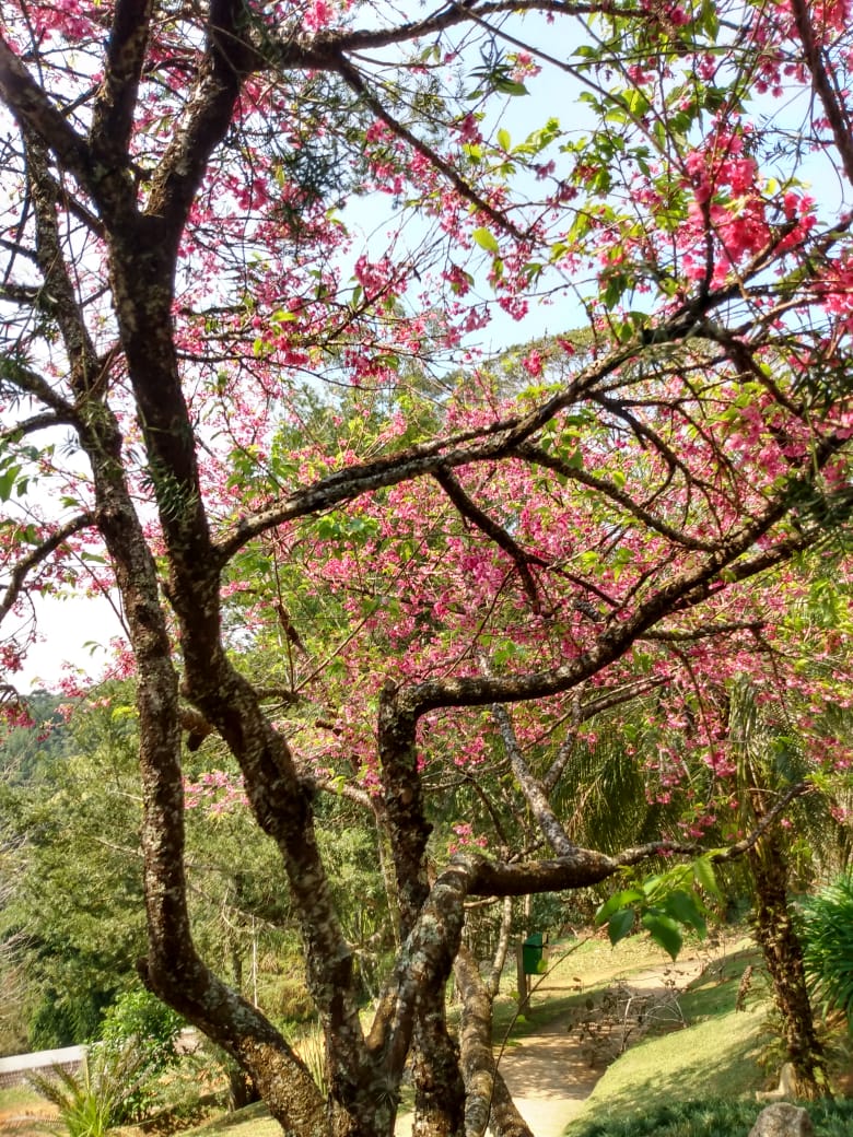 13/08 Santo Antonio do Pinhal e Jardins Temáticos EccoParque