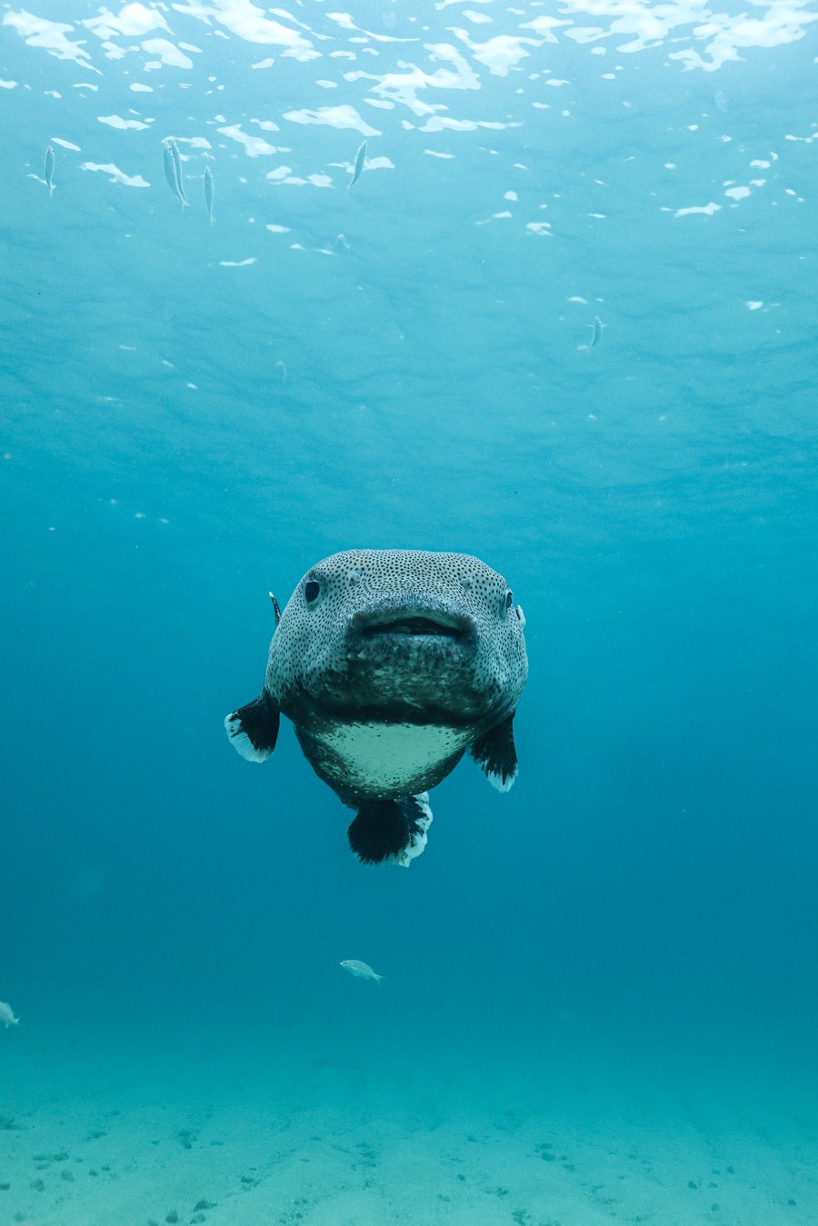 Baiacu nadando de excepcional e alegre nas aguas de Arraial do Cabo Observado durante o snorkeling 