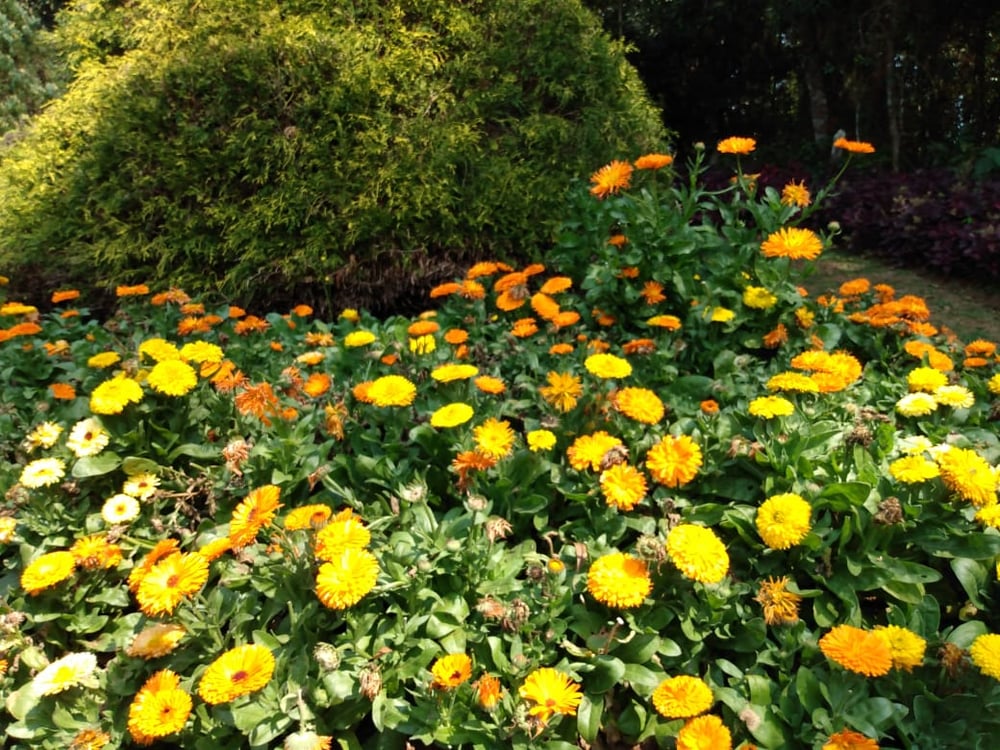 13/08 Santo Antonio do Pinhal e Jardins Temáticos EccoParque