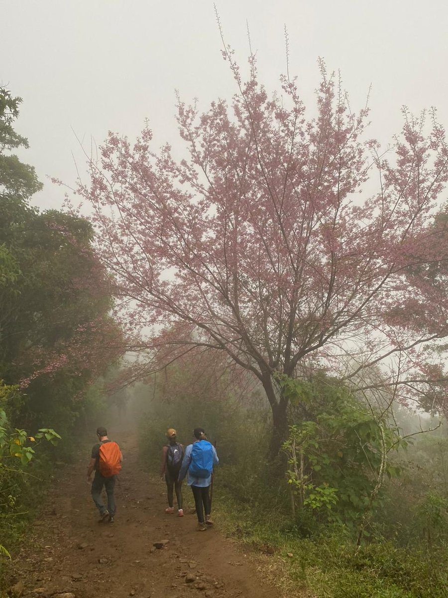 Visual da trilha com neblina