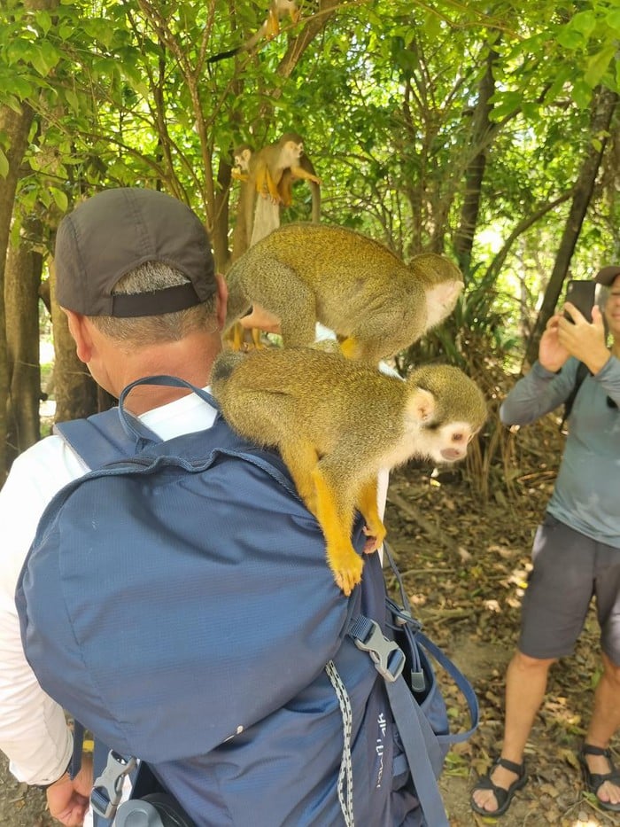 macacos