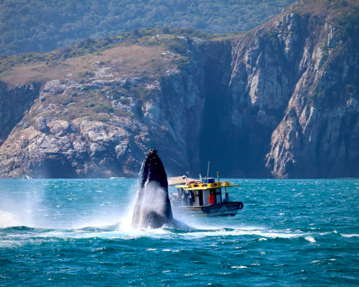 Passeio de Avistamento de Baleias em Arraial do Cabo