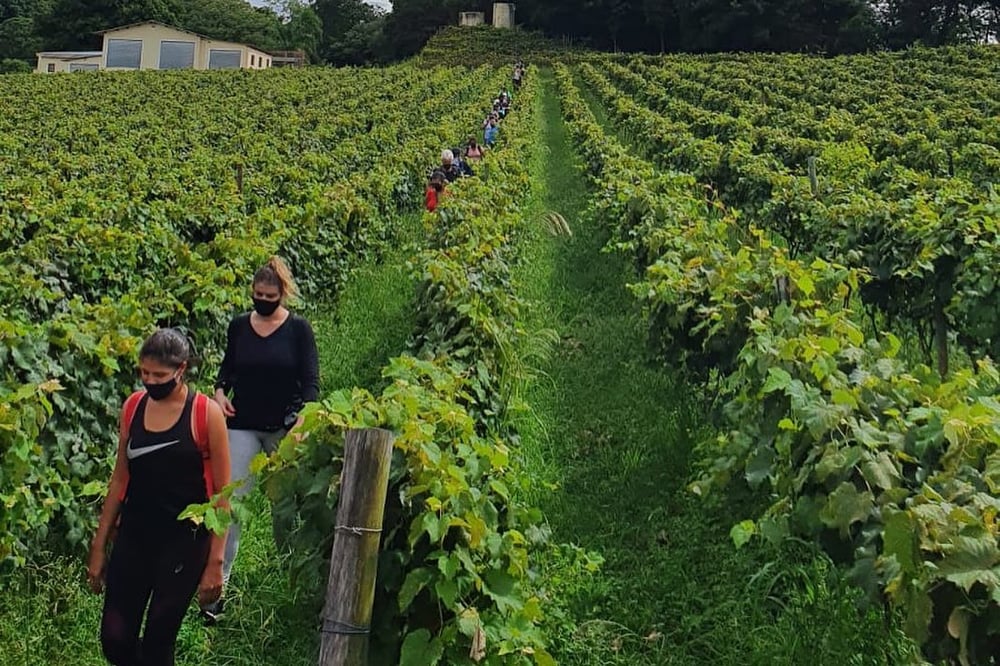 Roteiro do Vinho e Festa da Uva em Jundiái