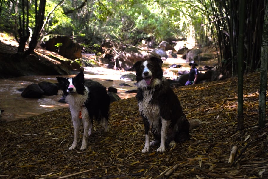 Camping de montanha pet friendly - Socorro