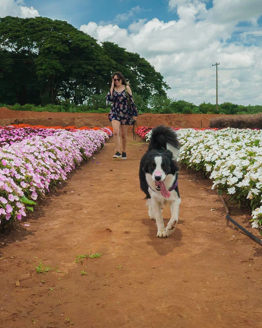 Passeio pelos campos de flores