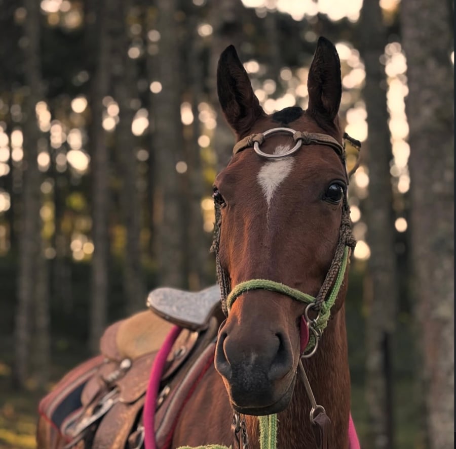 🐎❤️