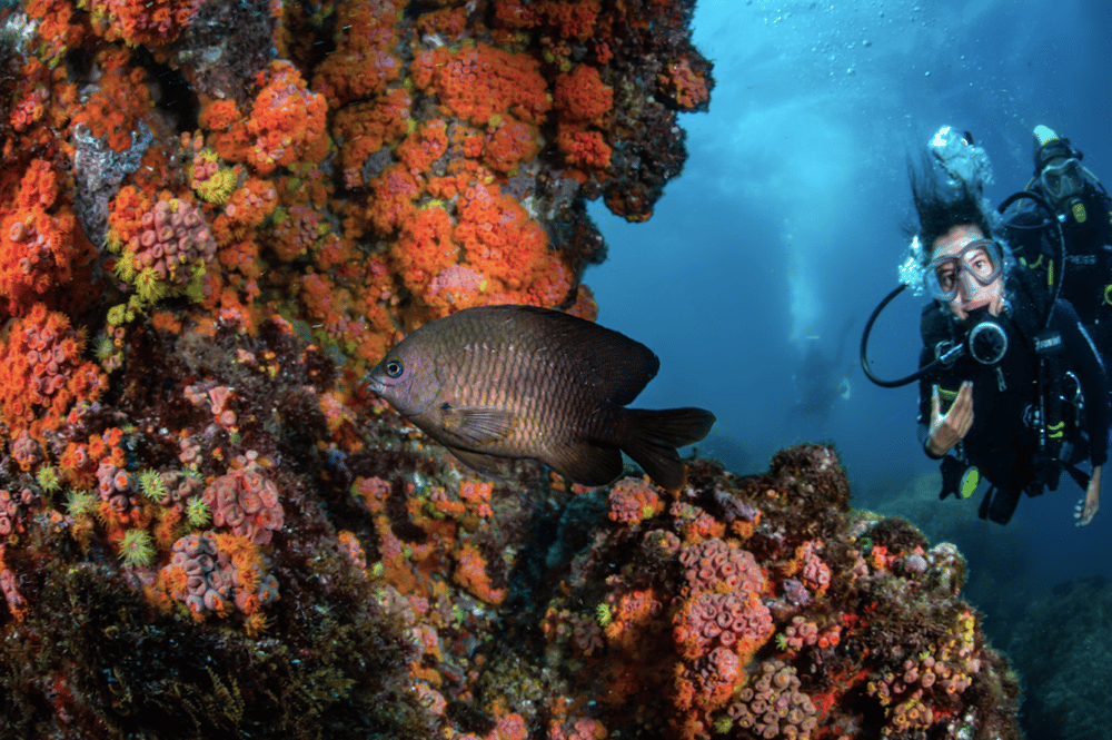 MERGULHO NA ILHA DE ÂNCORA