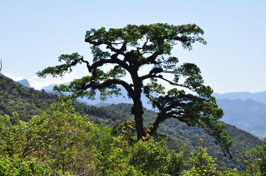 Natureza exuberante