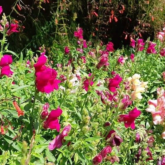 13/08 Santo Antonio do Pinhal e Jardins Temáticos EccoParque