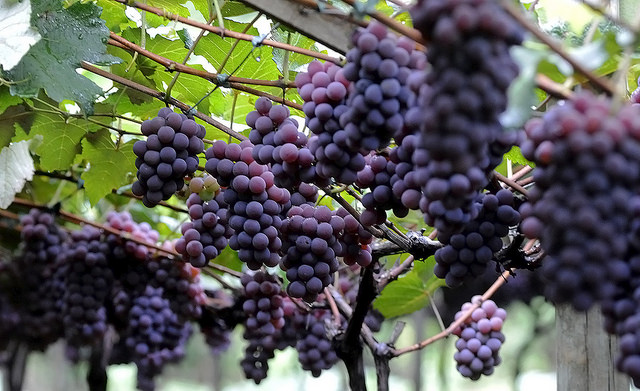 Roteiro do Vinho e Festa da Uva em Jundiái