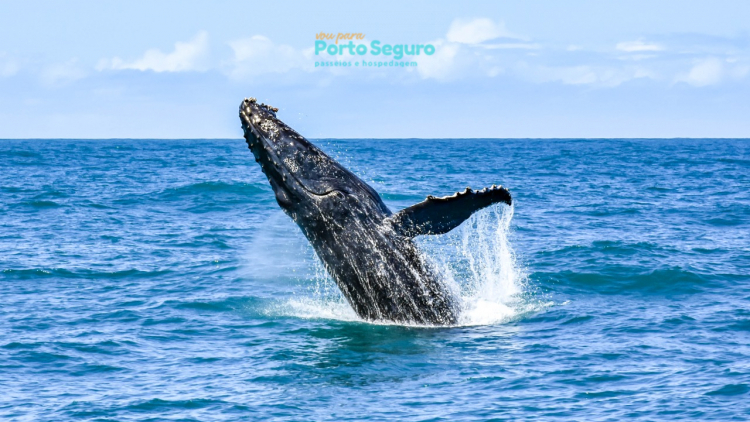 Baleia Jubarte em Porto Seguro 