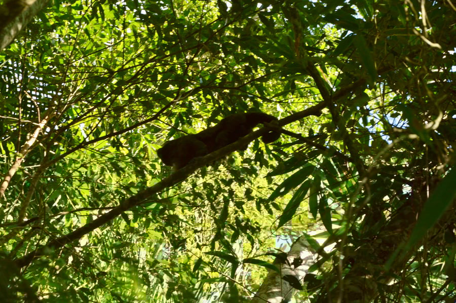 Macaco