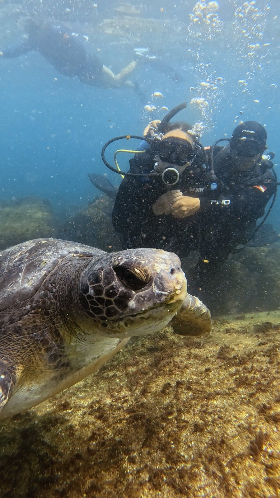 Buceo Tortuga 