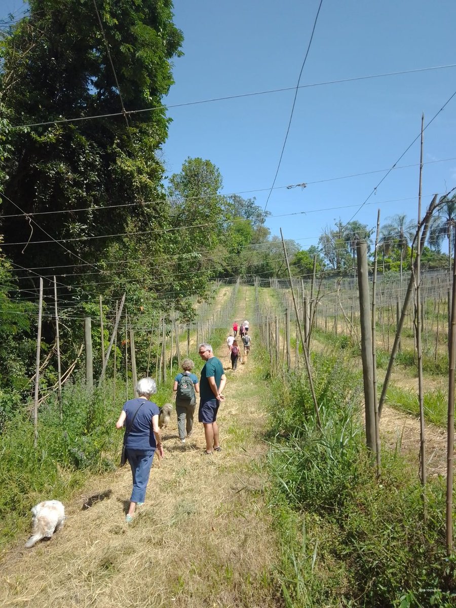 Trilha Pet + Degustação de Vinhos e Almoço na Vinícola Saccomani