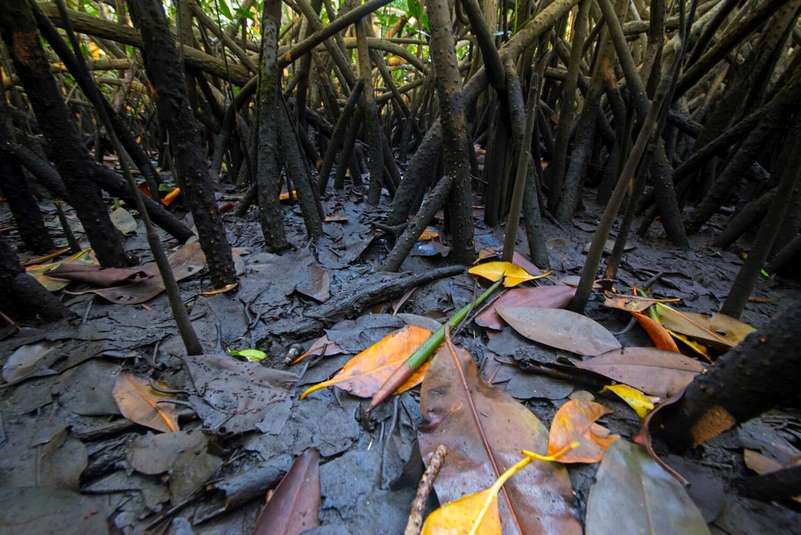 O que tem de tão especial no manguezal?