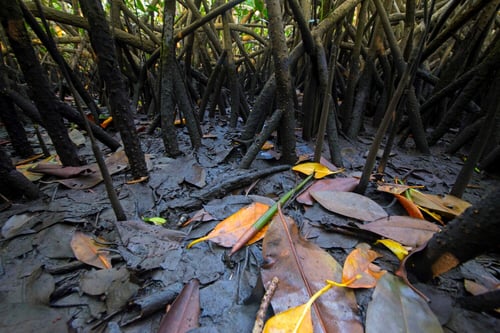 O que tem de tão especial no manguezal?