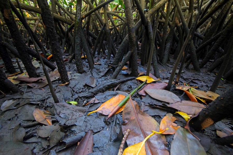 O que tem de tão especial no manguezal?