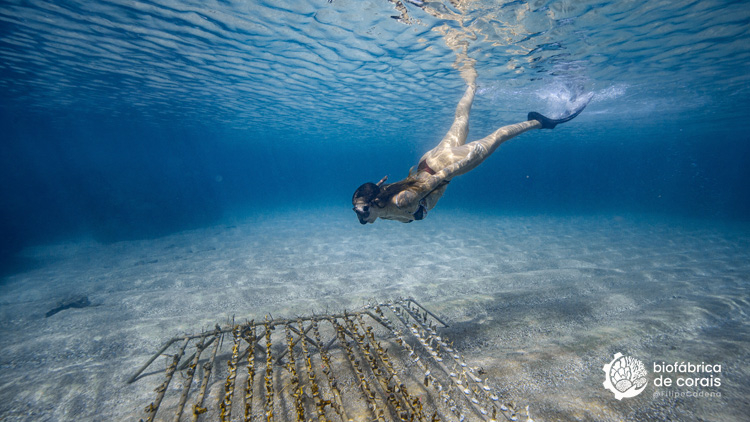 Bioturista mergulhando na área do berçário de corais em Porto de Galinhas