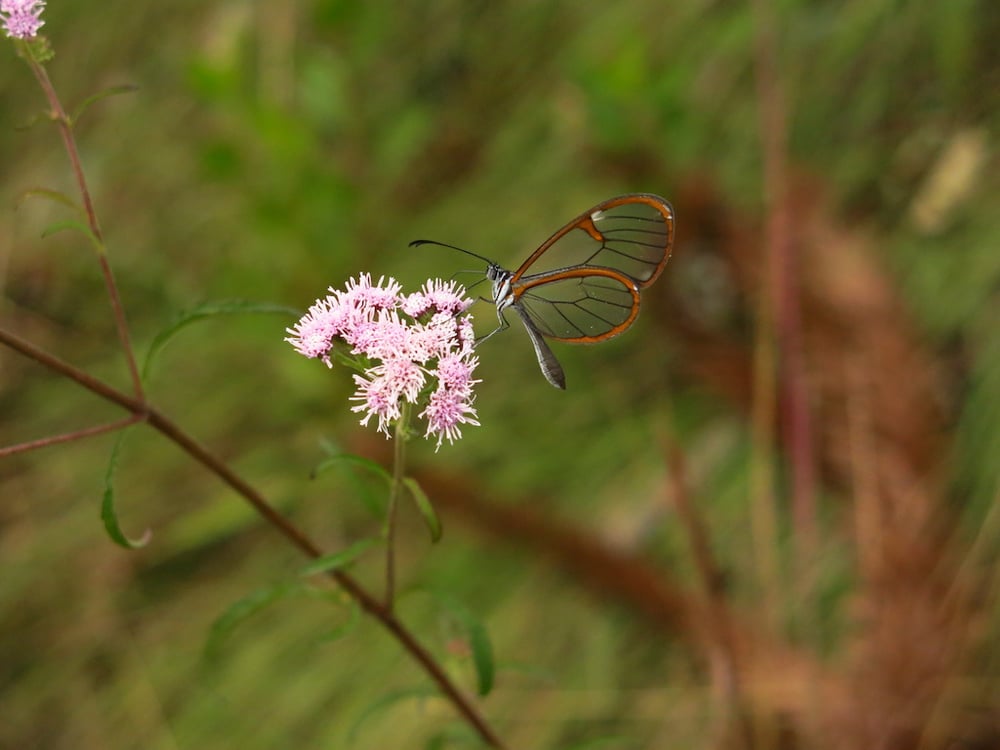 Tirolesa do Sapucaí