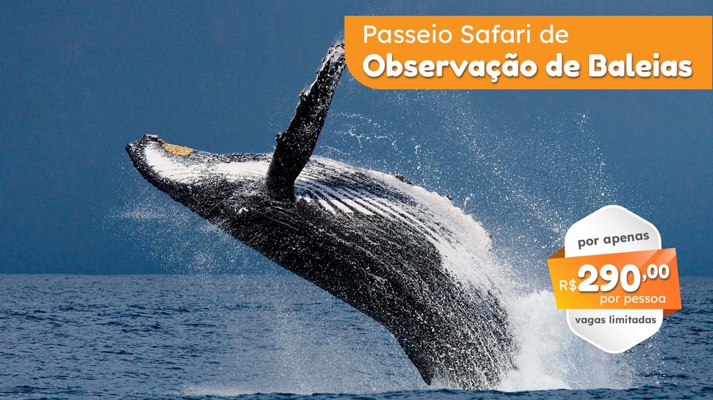 Safari de visitação as baleias em Porto Seguro 