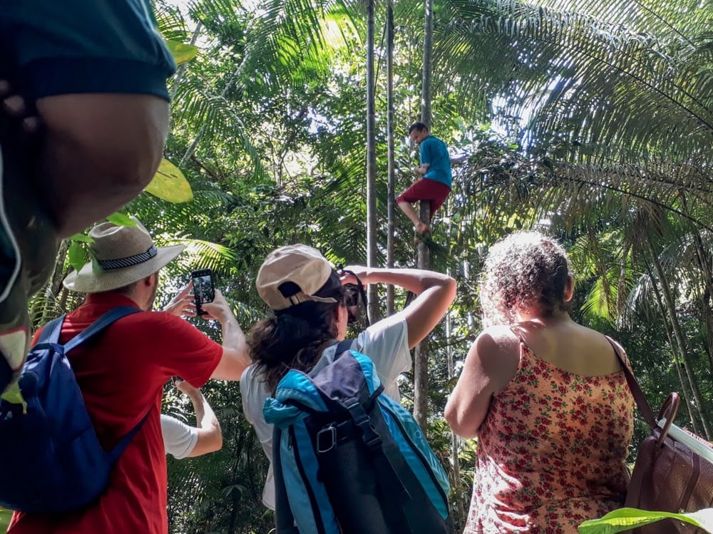 Ribeirinho apanhando Açaí na Ilha de Santana (Foto: Giordano Santana).