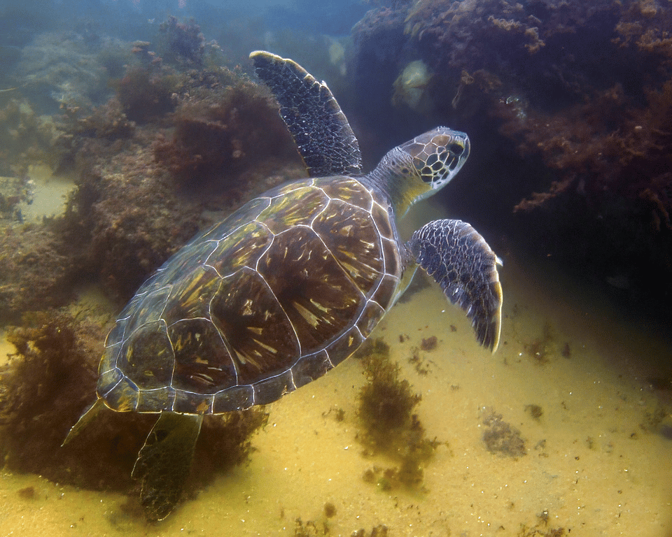 Fauna marinha Ubatuba