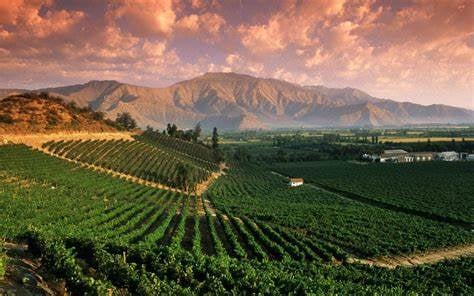 Descubra as Vinícolas Vale Central Casablanca Chile e seus Vinhos Premiados
