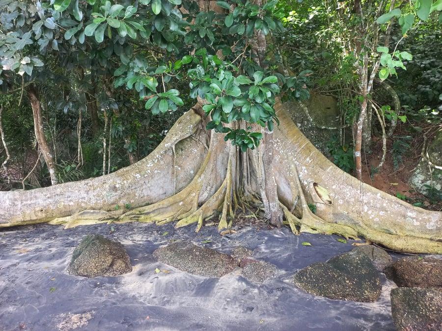 Ilha Anchieta