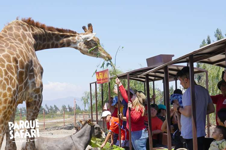 Safari em Rancagua