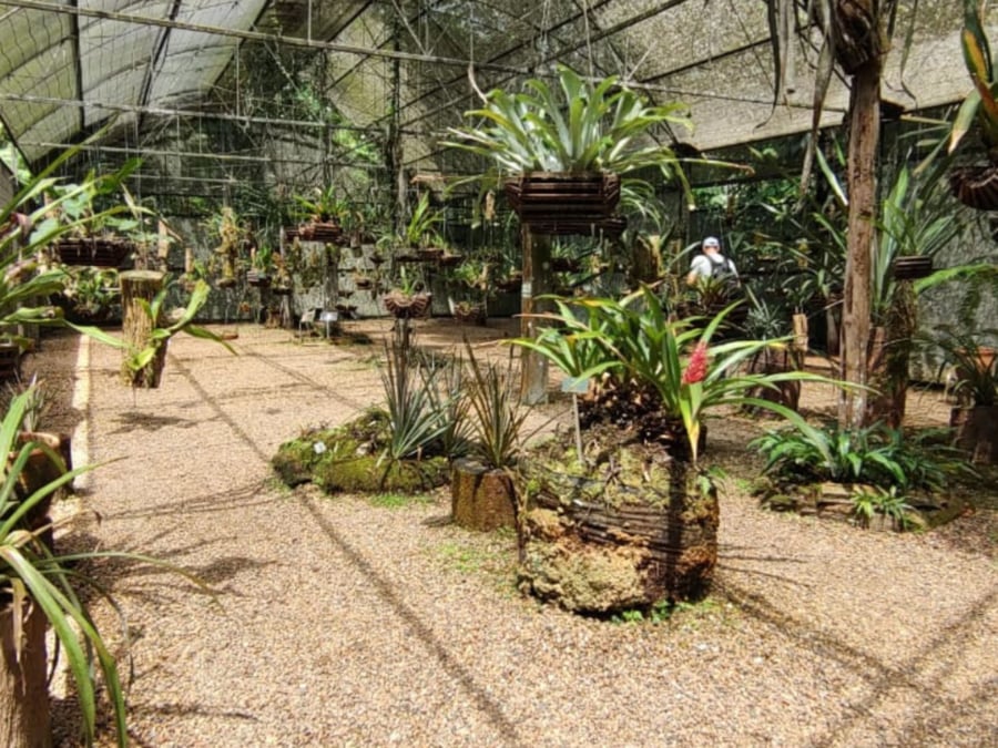Floricultura