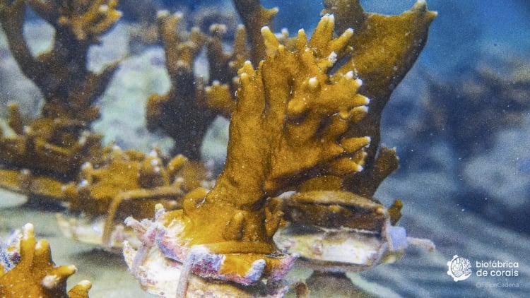 Fragmento do coral Millepora alcicornis sendo cultivado em Porto de Galinhas